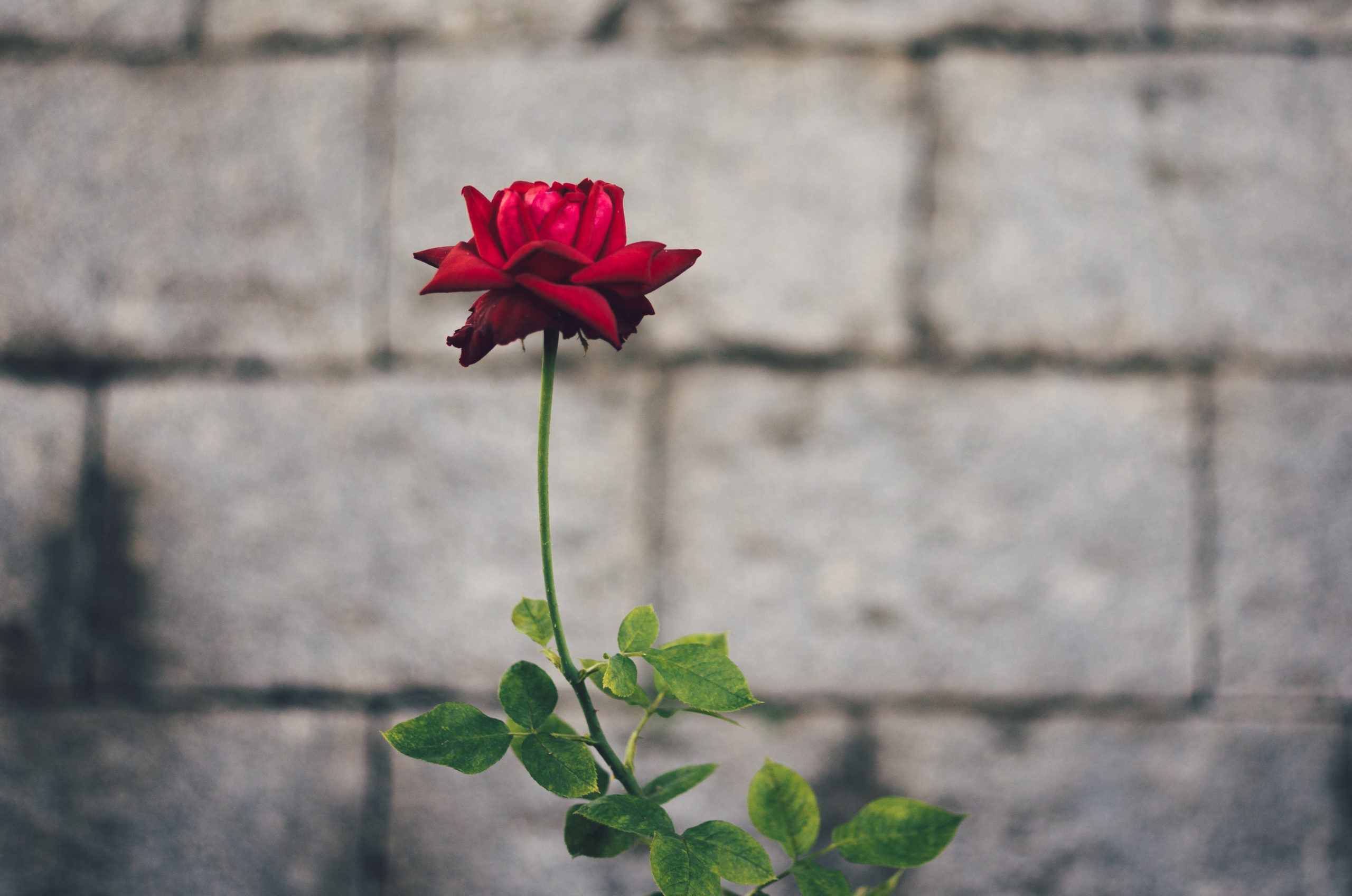 single red rose loneliness in front of grey brick wall