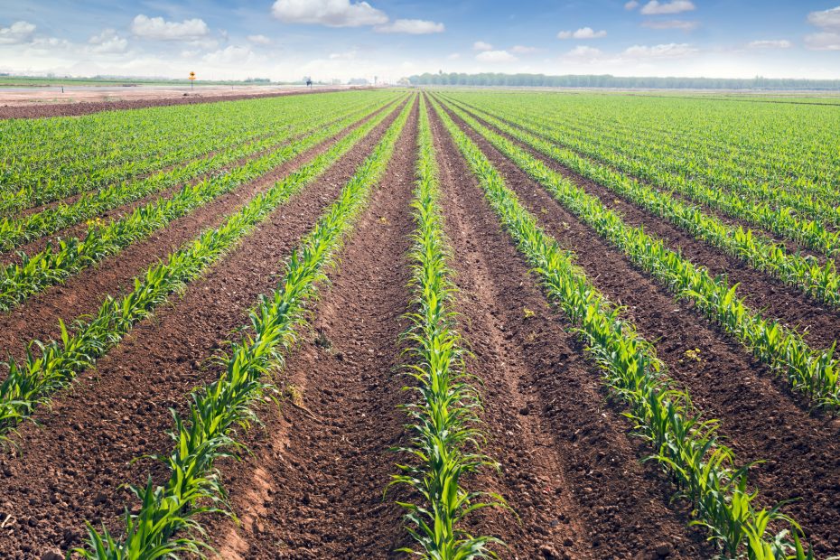 A large field of young green crops growing in neat, parallel rows under a partly cloudy sky.