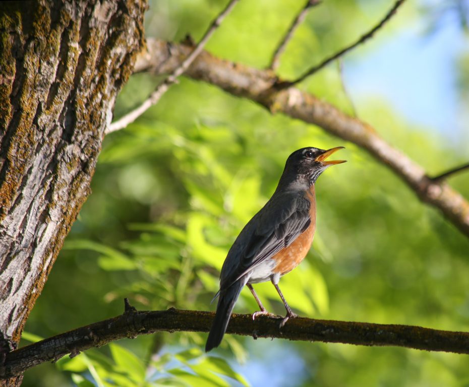 A bird with a reddish-brown chest and dark feathers is perched on a tree branch in a lush, green forest, with its beak open as if singing.