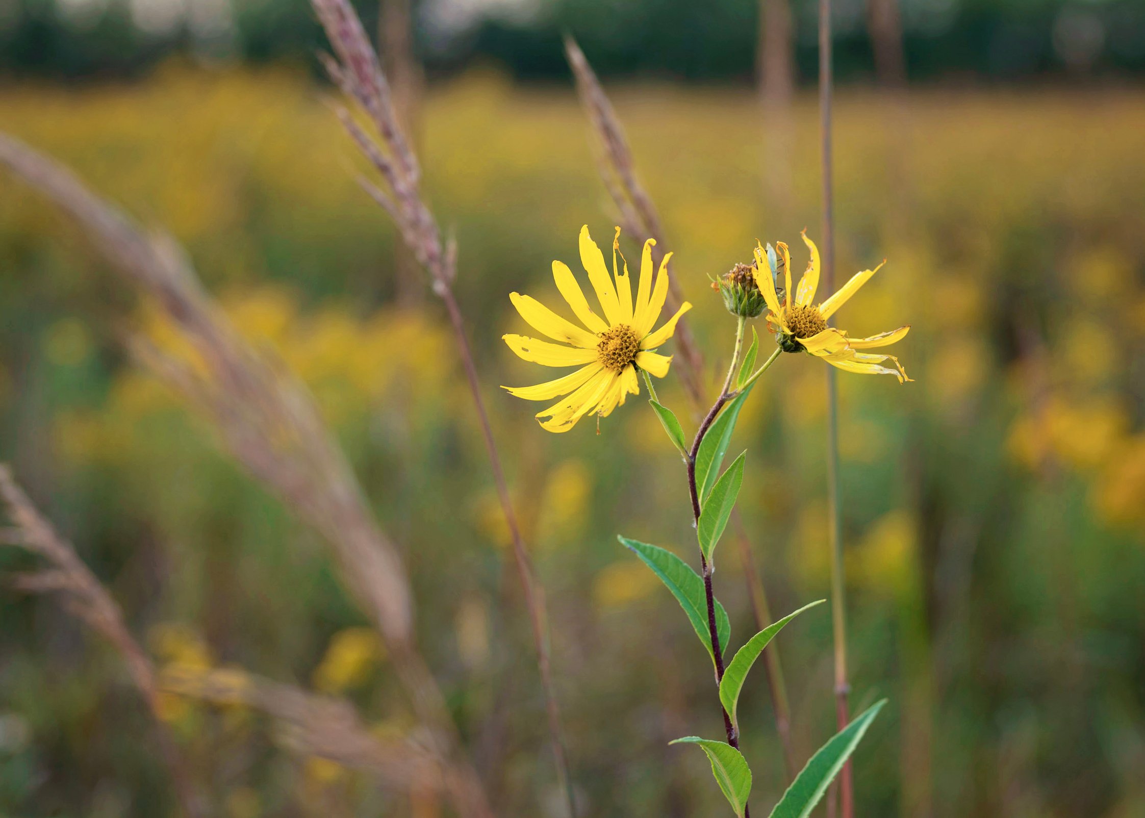 Nothing Gold Can Stay-12