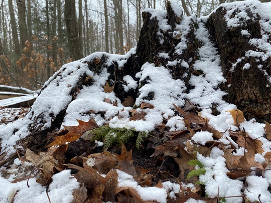 A tree stump in a forest partially covered with snow, surrounded by fallen autumn leaves and some green ferns.
