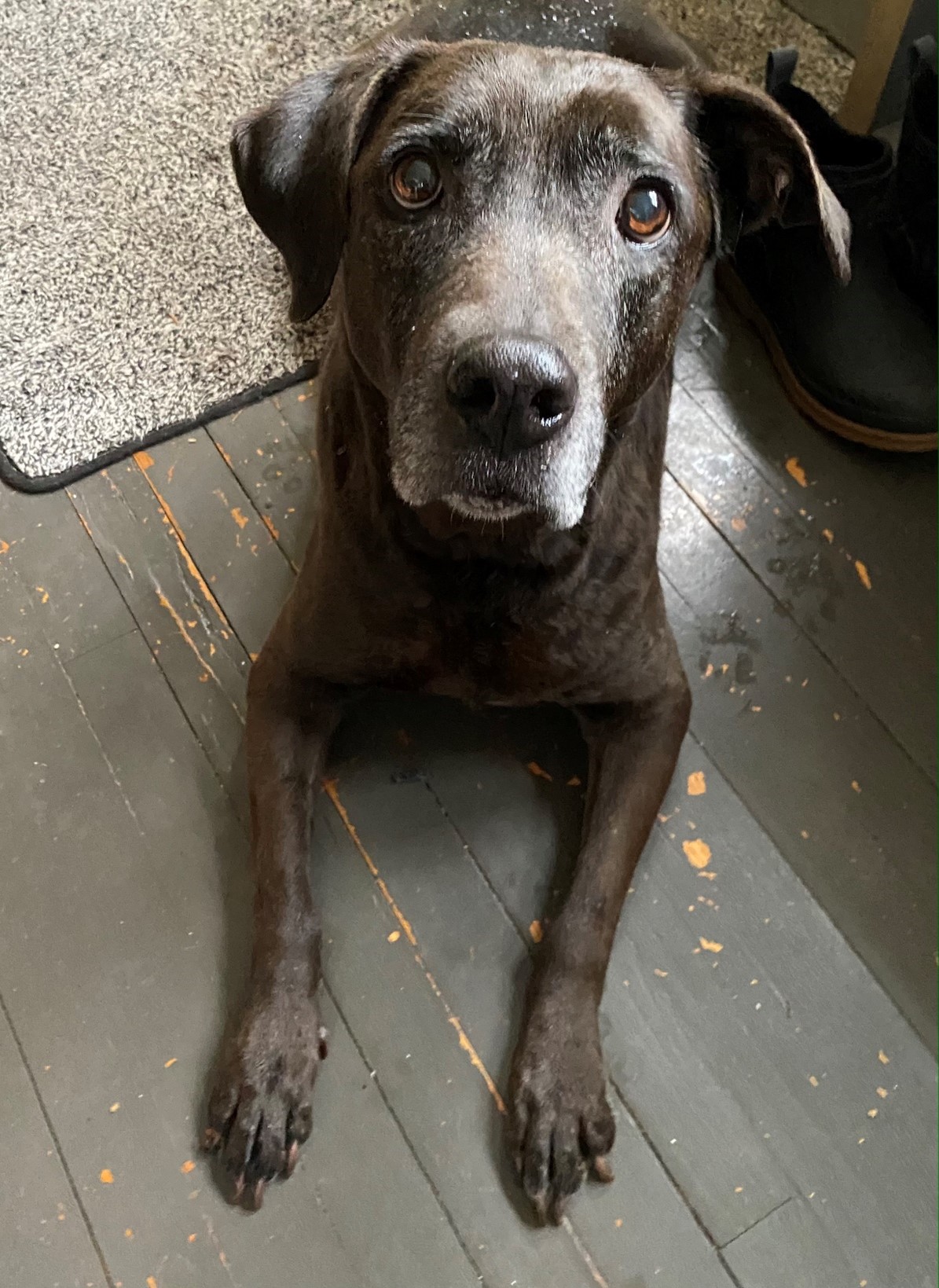 A black dog with a graying muzzle and expressive eyes lies on a wooden floor, looking up at the camera.
