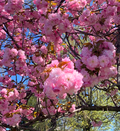 A tree covered in vibrant pink cherry blossoms with a clear blue sky and some green leaves in the background.