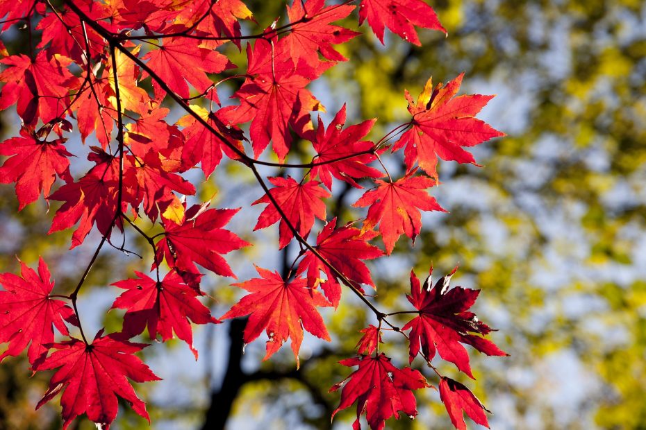 A tree branch with vivid red autumn leaves against a blurred background of green and yellow foliage.