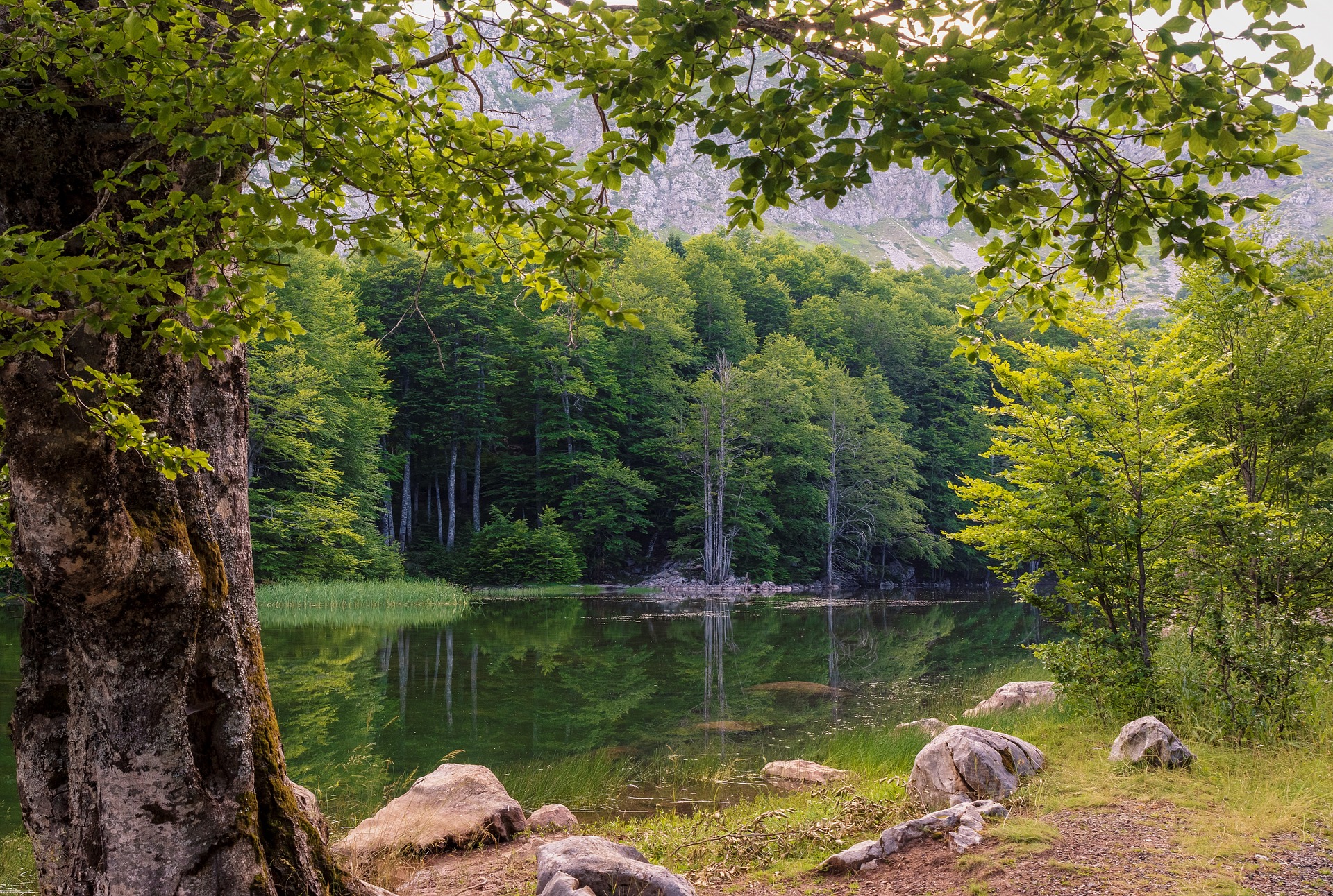A serene forested lake with still water reflecting surrounding trees and rocky shorelines beneath a canopy of green foliage.