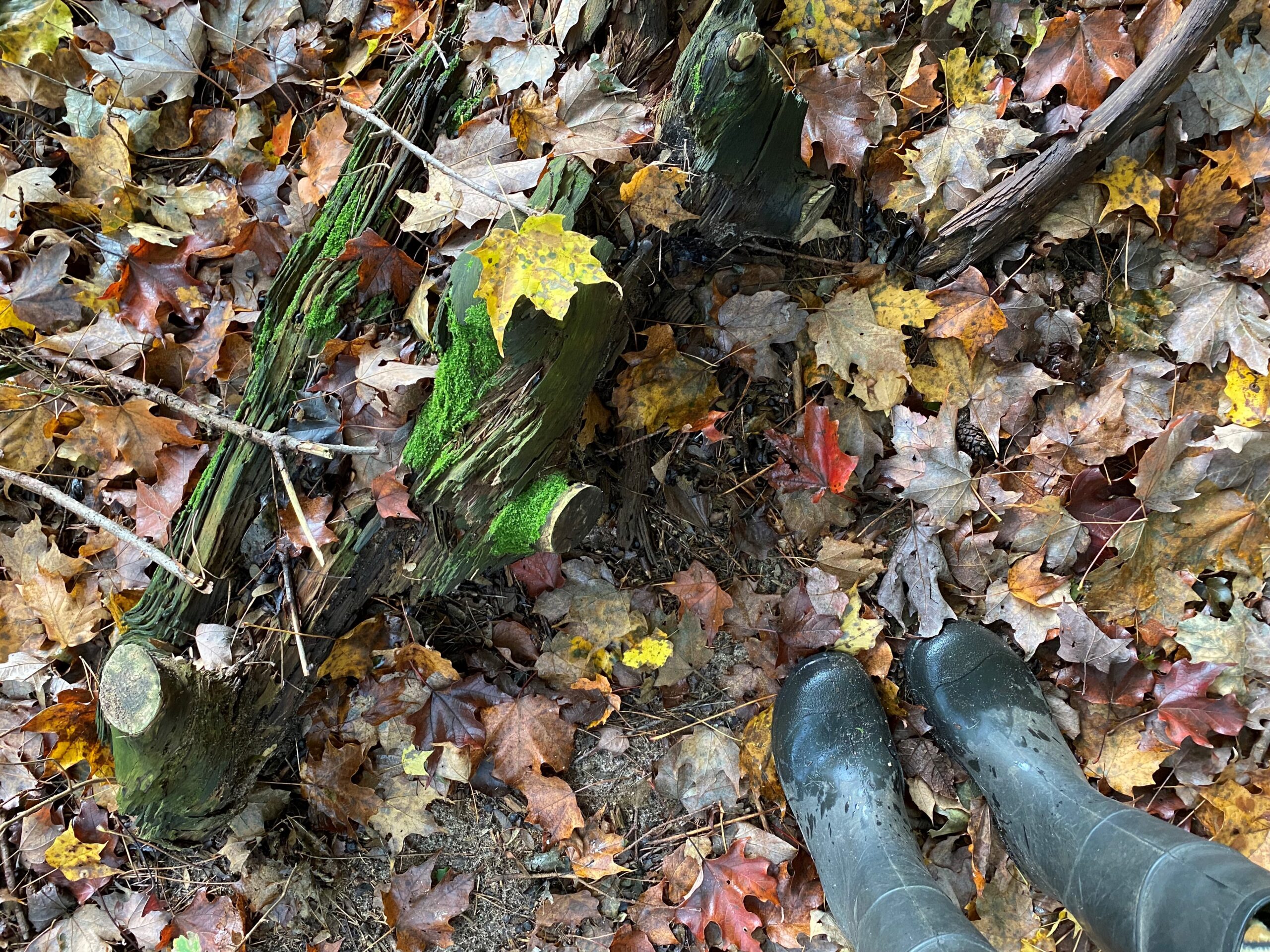 Person wearing black boots standing on a forest floor covered with fallen leaves and mossy tree branches.