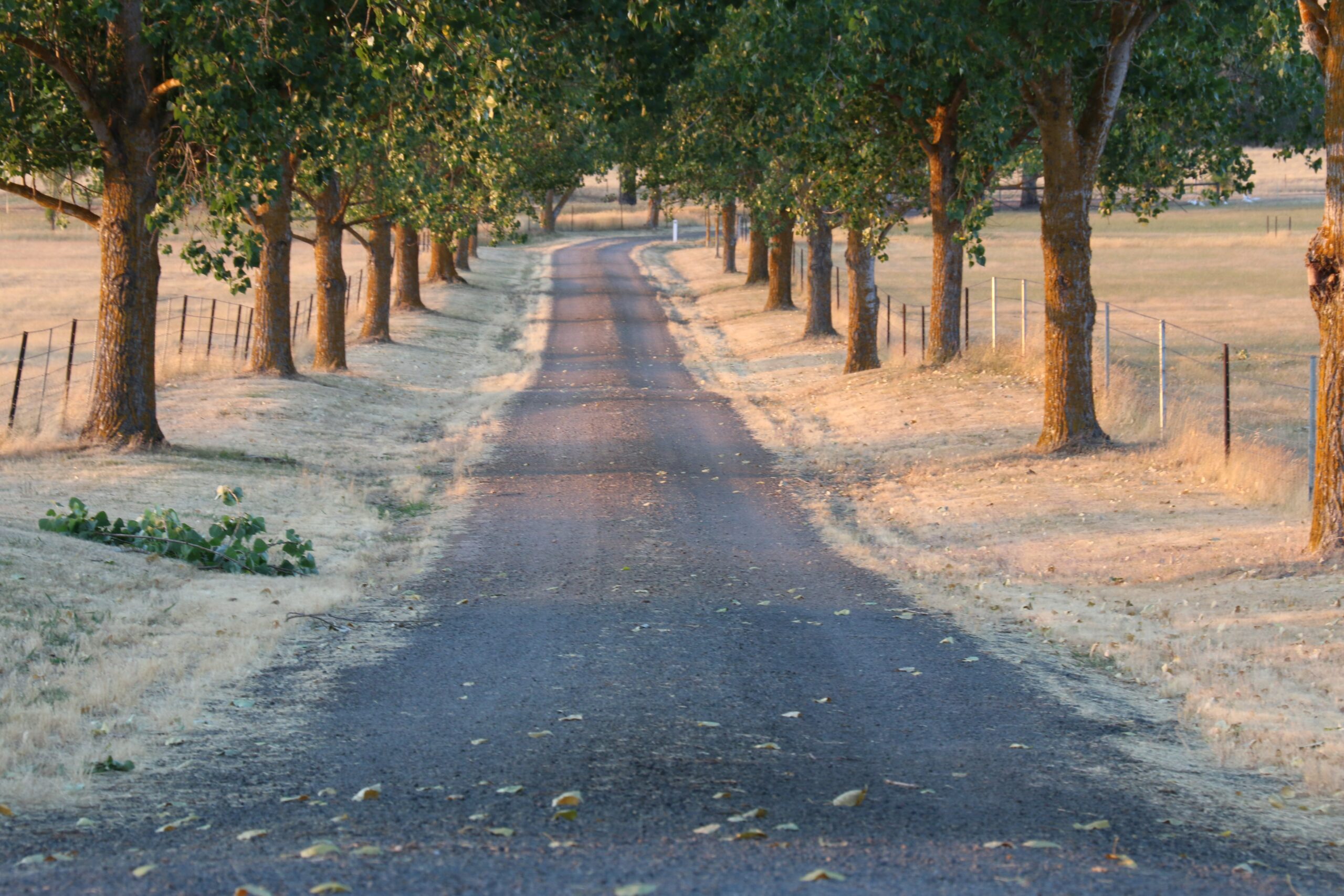 A straight, tree-lined road with fences on both sides extends into the distance under a clear sky, lit by a warm, golden sunlight.
